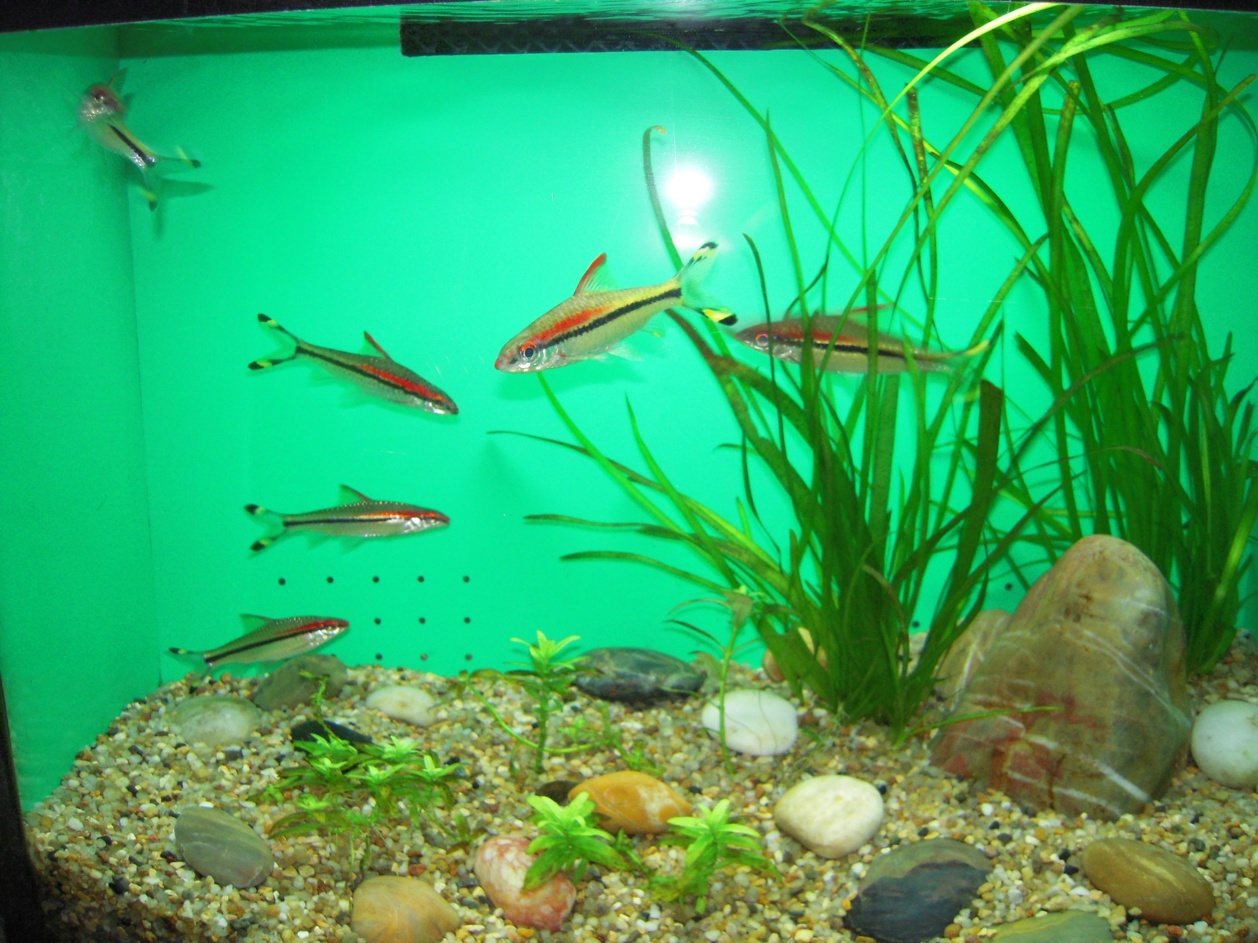 Red Line Torpedo Barb (Med)