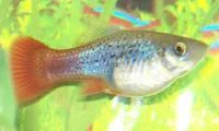 Sunset Platy (M/L)