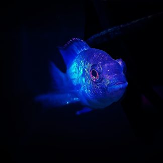 Electric Neon Blue Acara (Med)