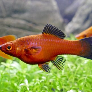 Red Wagtail Swordtail (Med)