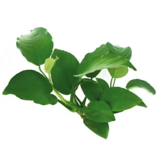 Anubias barteri — Sacred Aquatics