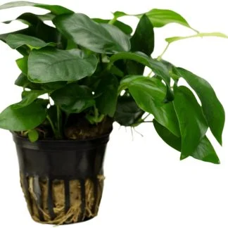 Anubias Nana — Sacred Aquatics