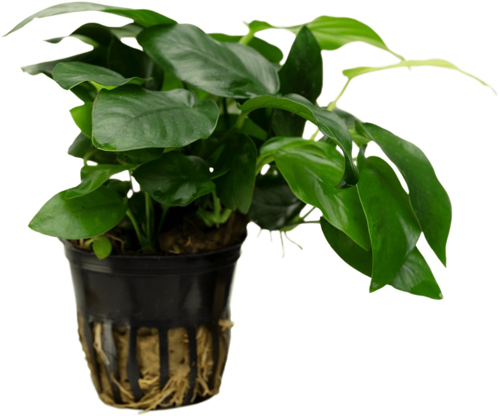 Anubias Nana — Sacred Aquatics