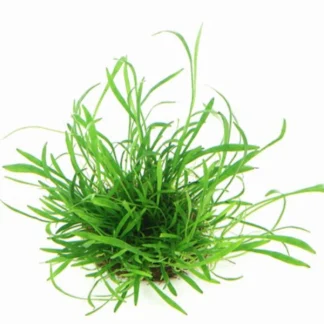 Lilaeopsis brasiliensis — Sacred Aquatics
