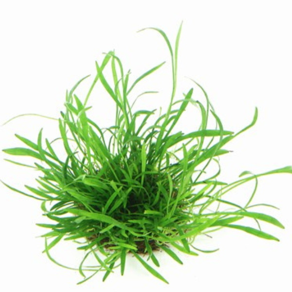 Lilaeopsis brasiliensis — Sacred Aquatics