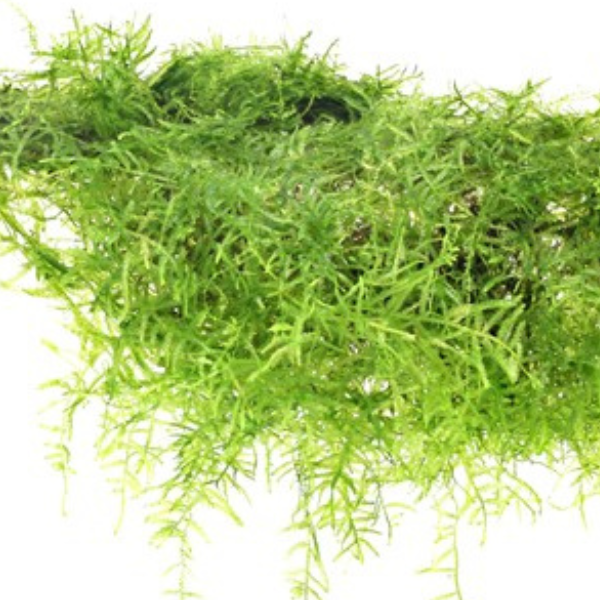 Java Moss — Sacred Aquatics