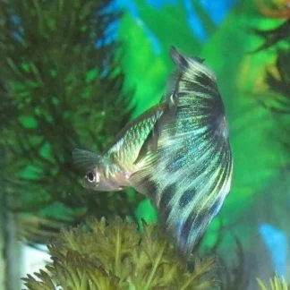 Blue Cobra Male Guppy — Sacred Aquatics