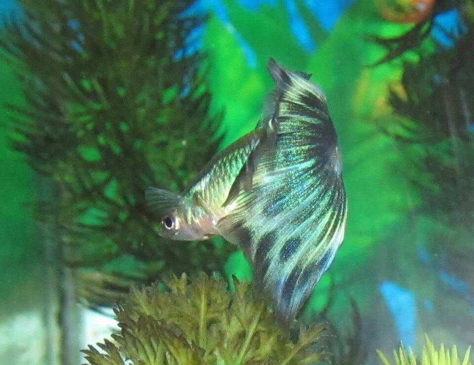 Blue Cobra Male Guppy — Sacred Aquatics