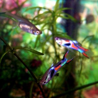 Guppies