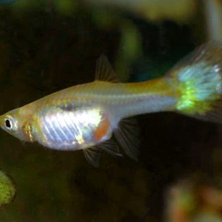Female Guppy (Assorted) — Sacred Aquatics