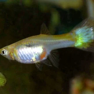 Female Guppy (Assorted) — Sacred Aquatics