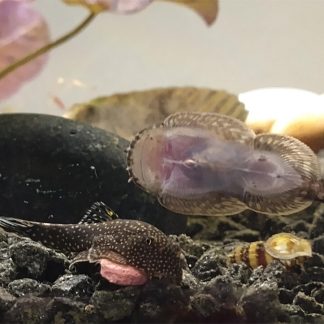 Spotted Borneo Pleco (M/L) — Sacred Aquatics