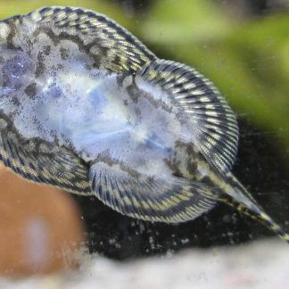 Borneo Pleco / Sewellia Lineolata (M/L) — Sacred Aquatics