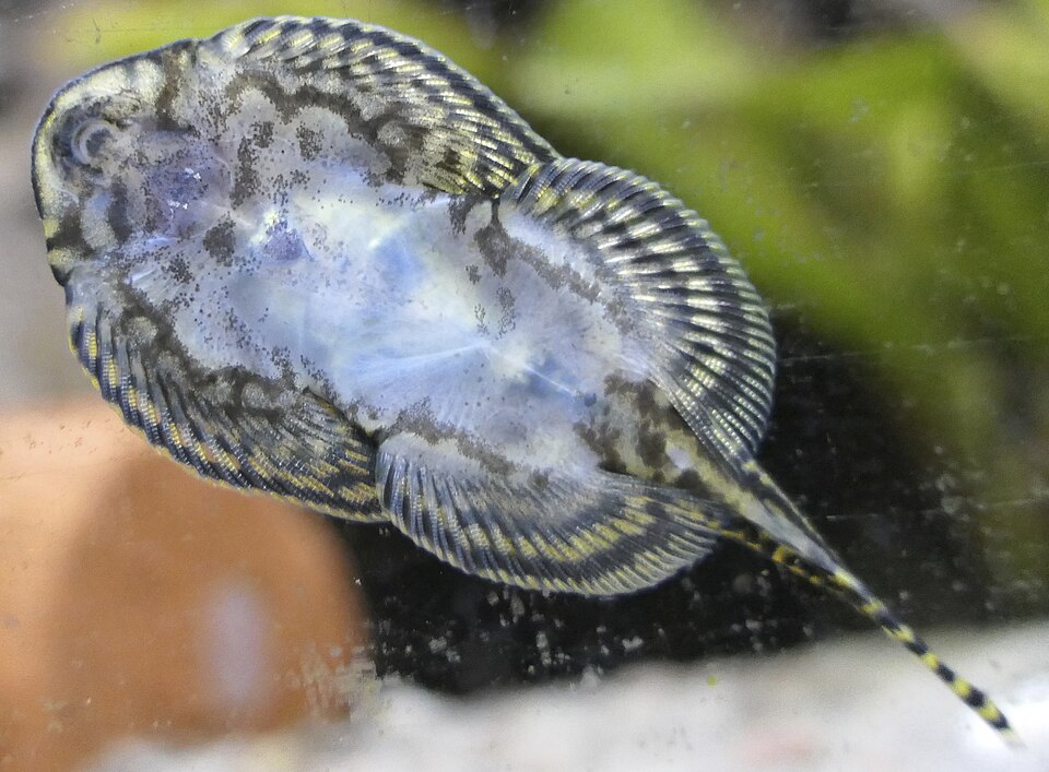 Borneo Pleco / Sewellia Lineolata (M/L) — Sacred Aquatics