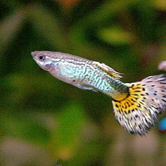 Black Male Guppy — Sacred Aquatics