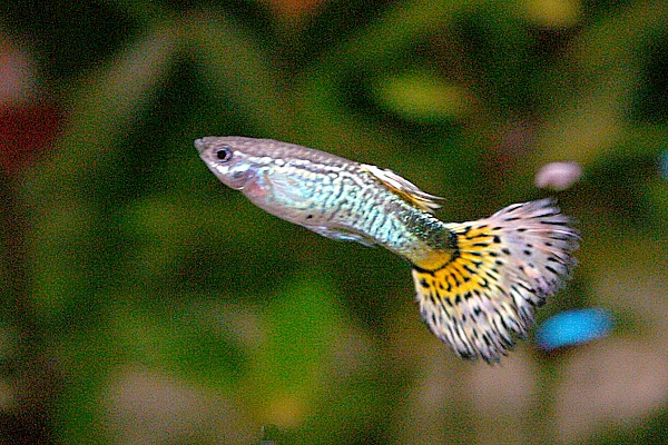 Black Male Guppy — Sacred Aquatics