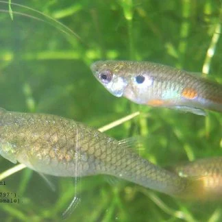 Red Cobra Male Guppy — Sacred Aquatics