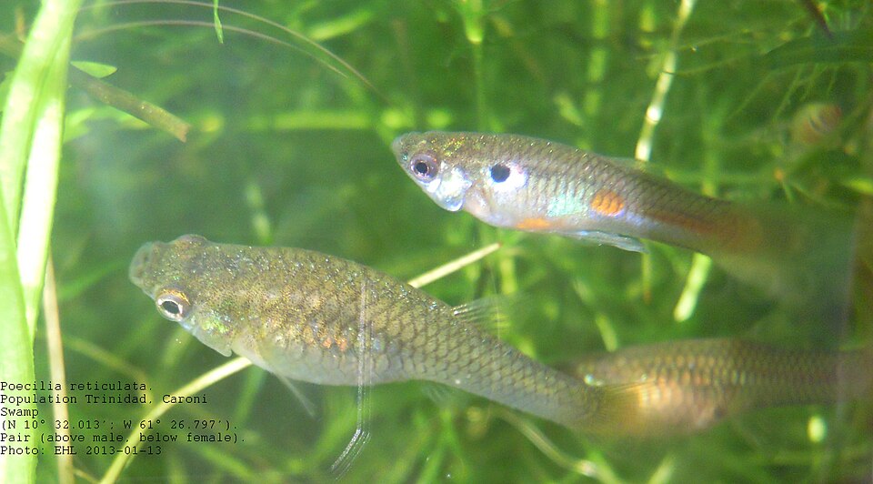 Red Cobra Male Guppy — Sacred Aquatics