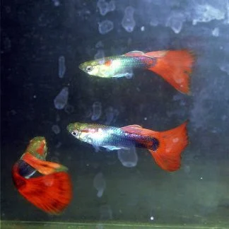 Red Tuxedo Male Guppy — Sacred Aquatics