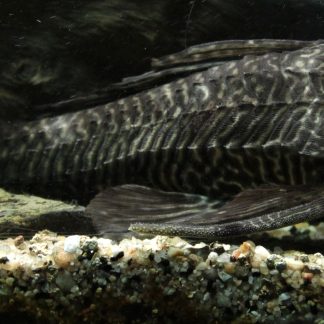 Albino Hoplo Catfish (Med) — Sacred Aquatics