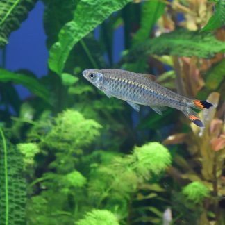Albino Widow Tetra (M/L) — Sacred Aquatics