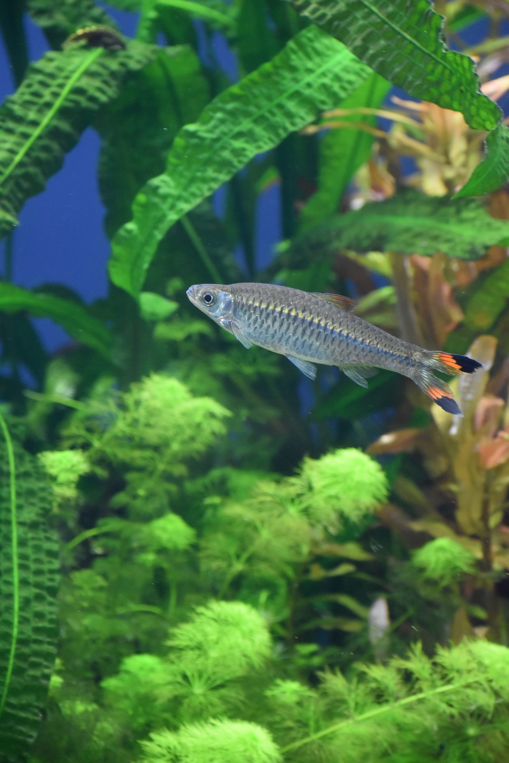 Albino Widow Tetra (M/L) — Sacred Aquatics