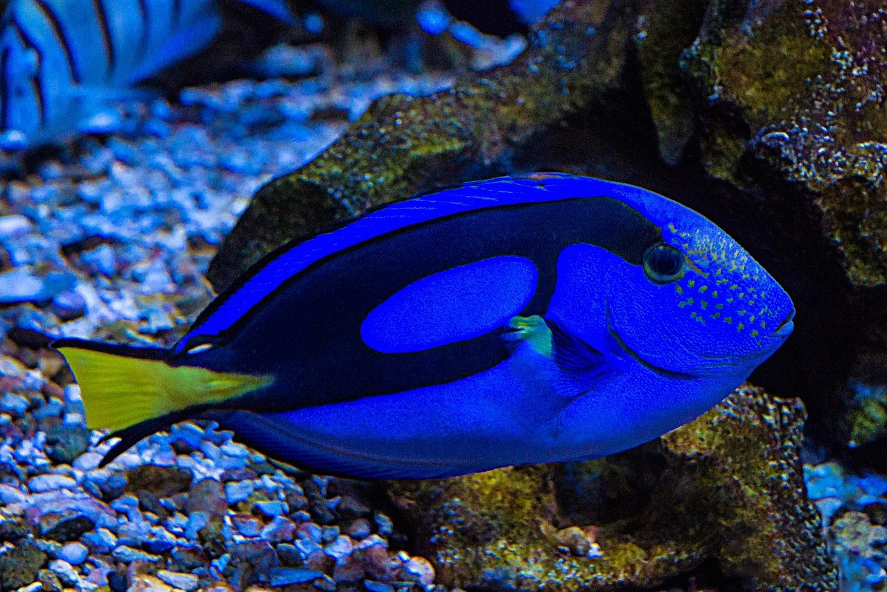 Blue tang swimming over a marine reef