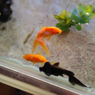 Assorted Comet Goldfish (100) — Sacred Aquatics