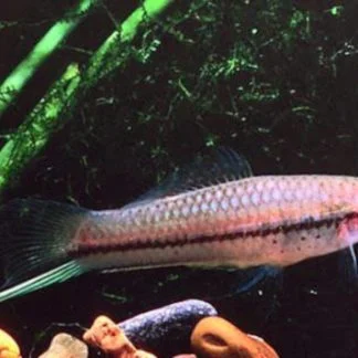 Assorted Swordtail (M/L) — Sacred Aquatics
