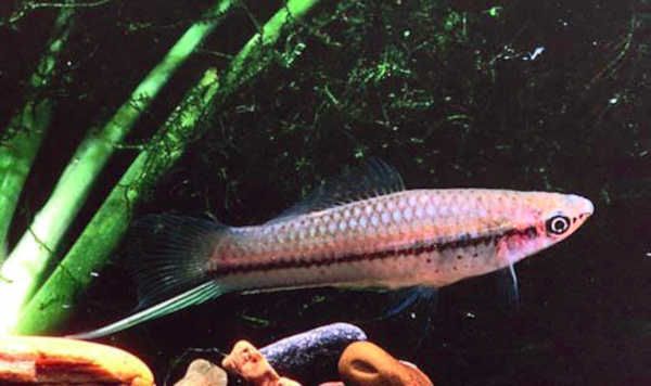 Assorted Swordtail (M/L) — Sacred Aquatics