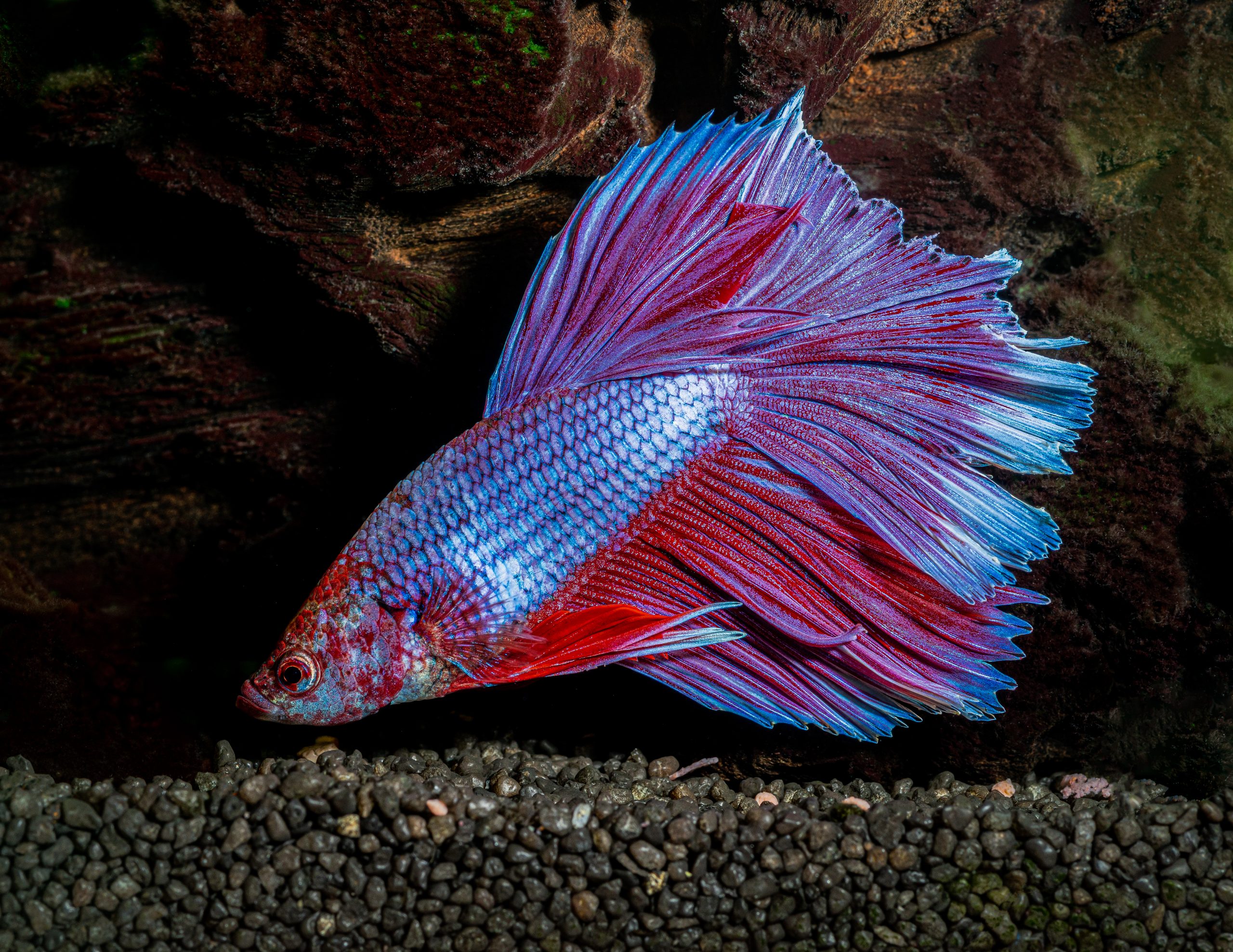 Dumbo Siamese Female Betta