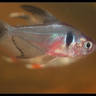 Black Phantom Tetra (M/L) — Sacred Aquatics