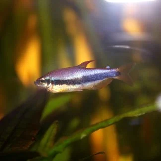 Black Emperor Tetra (M/L) — Sacred Aquatics