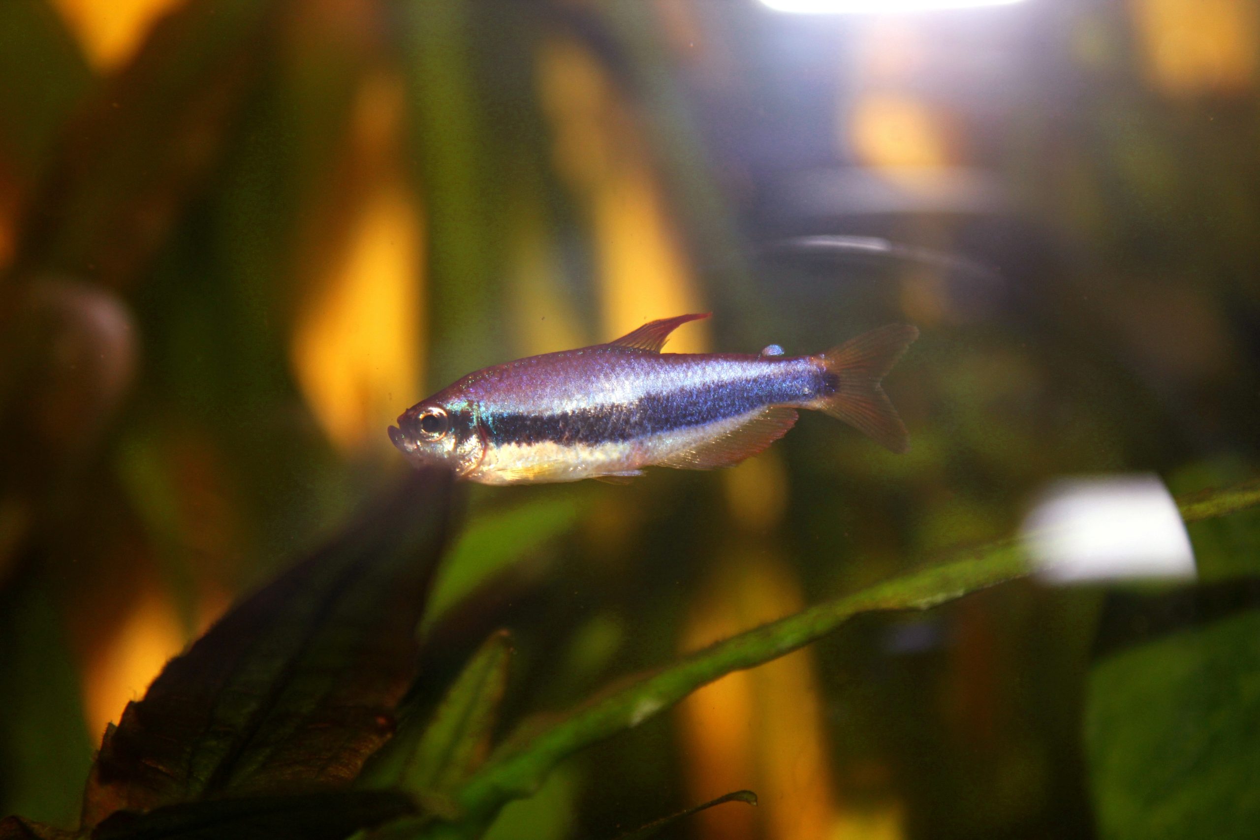 Black Emperor Tetra (M/L) — Sacred Aquatics