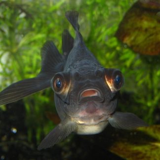 Black Moor Goldfish (Med) — Sacred Aquatics
