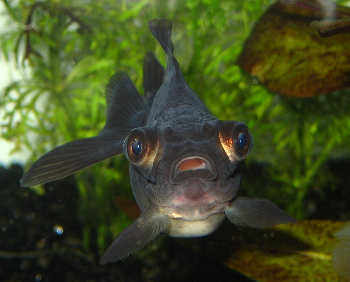 Black Moor Goldfish (Med) — Sacred Aquatics