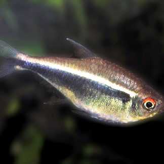 Black Neon Tetra (M/L) — Sacred Aquatics