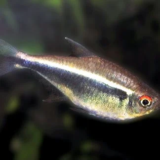 Black Neon Tetra (M/L) — Sacred Aquatics