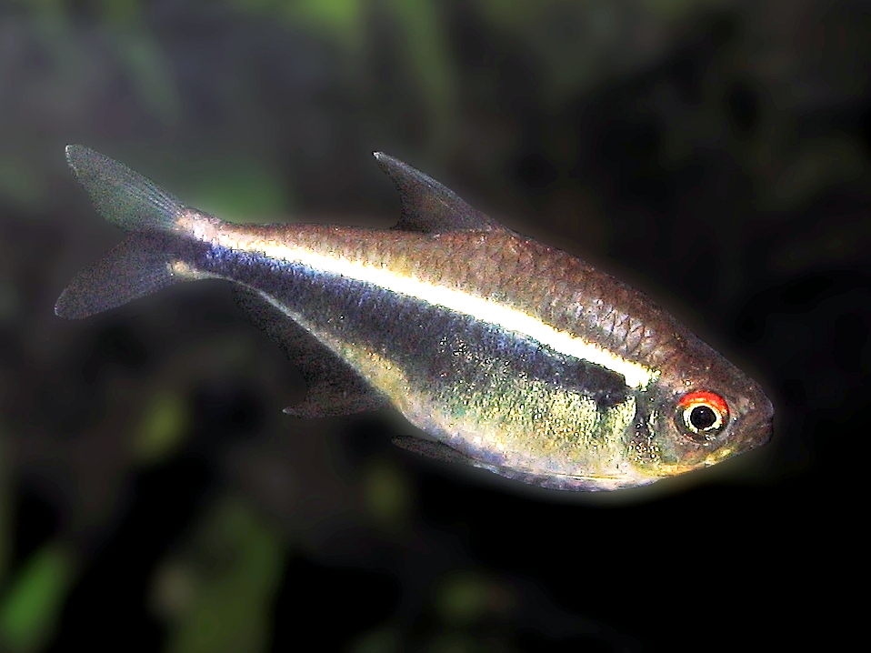Black Neon Tetra (M/L) — Sacred Aquatics