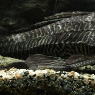 Bronze Corydoras (Med)