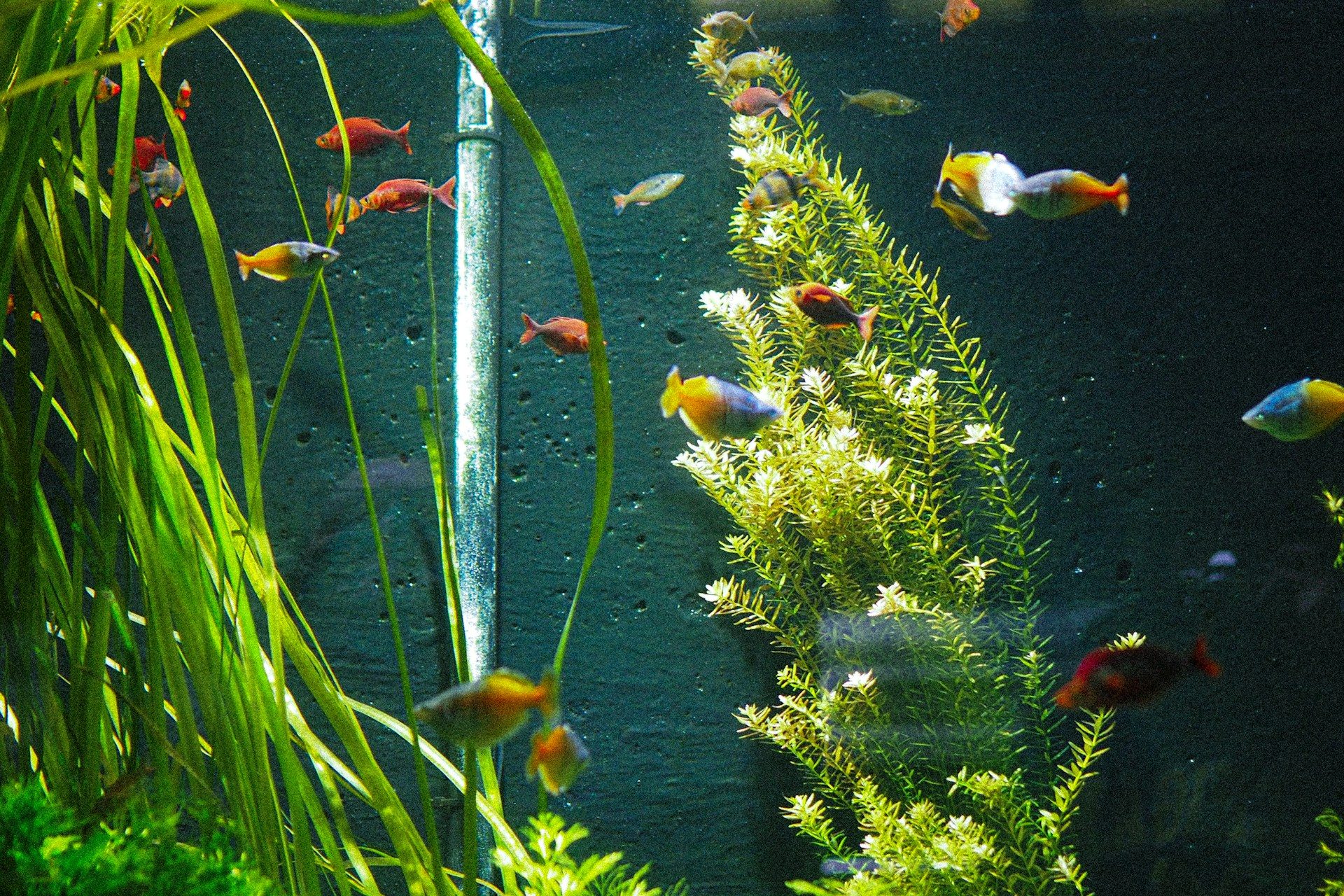 Planted community aquarium with a school of small tropical fish