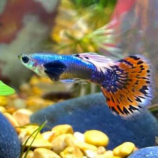 Dumbo Male Guppy (Assorted) — Sacred Aquatics