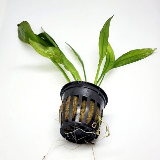 Echinodorus subulatus