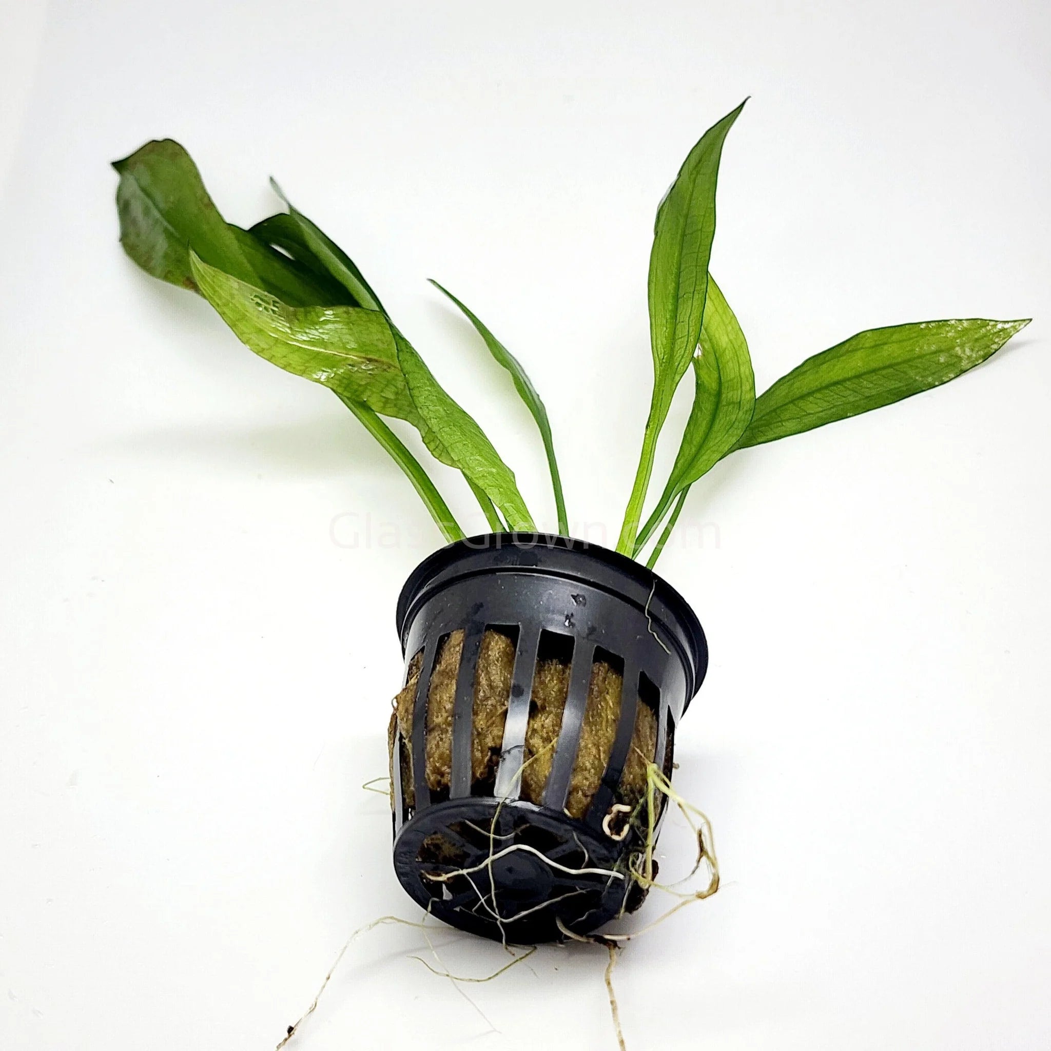 Echinodorus subulatus — Sacred Aquatics