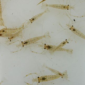 Feeder Shrimp — Sacred Aquatics