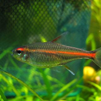 Glowlight Tetra (M/L) — Sacred Aquatics