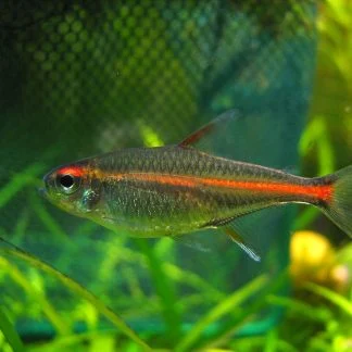 Glowlight Tetra (M/L) — Sacred Aquatics