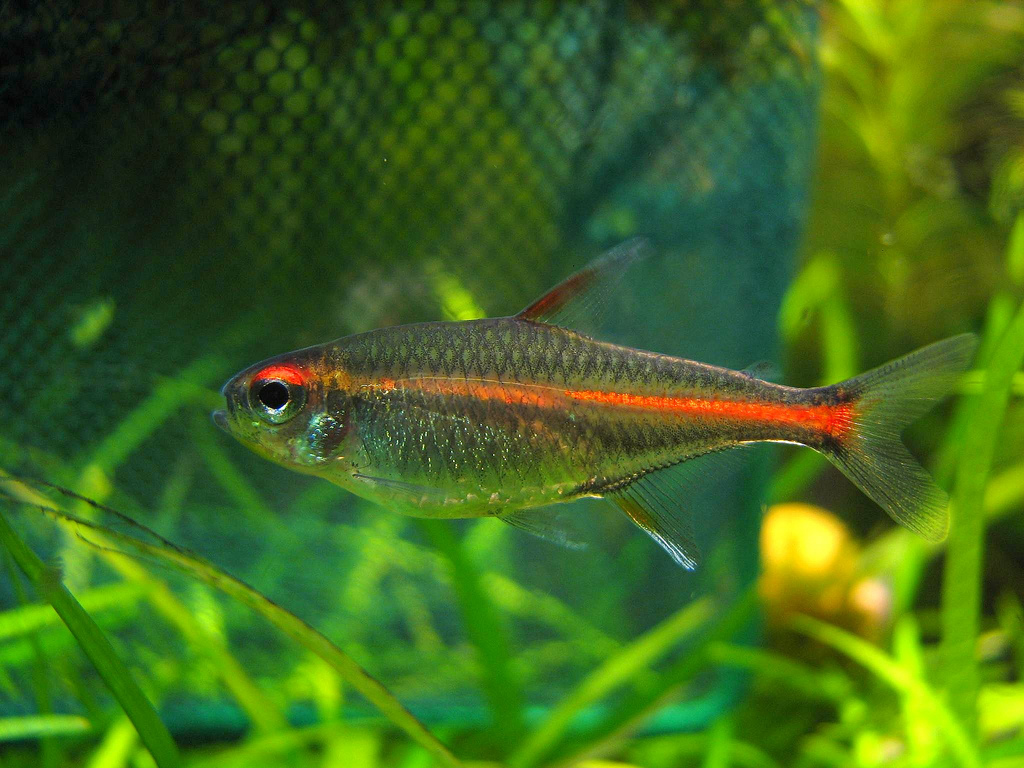 Glowlight Tetra (M/L) — Sacred Aquatics