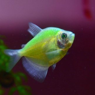 GMO Green Tetra (M/L) — Sacred Aquatics