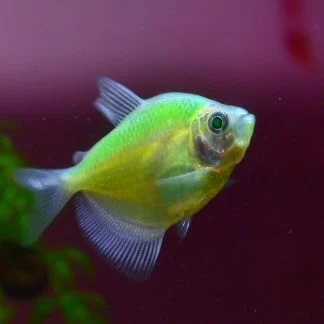 GMO Green Tetra (M/L) — Sacred Aquatics